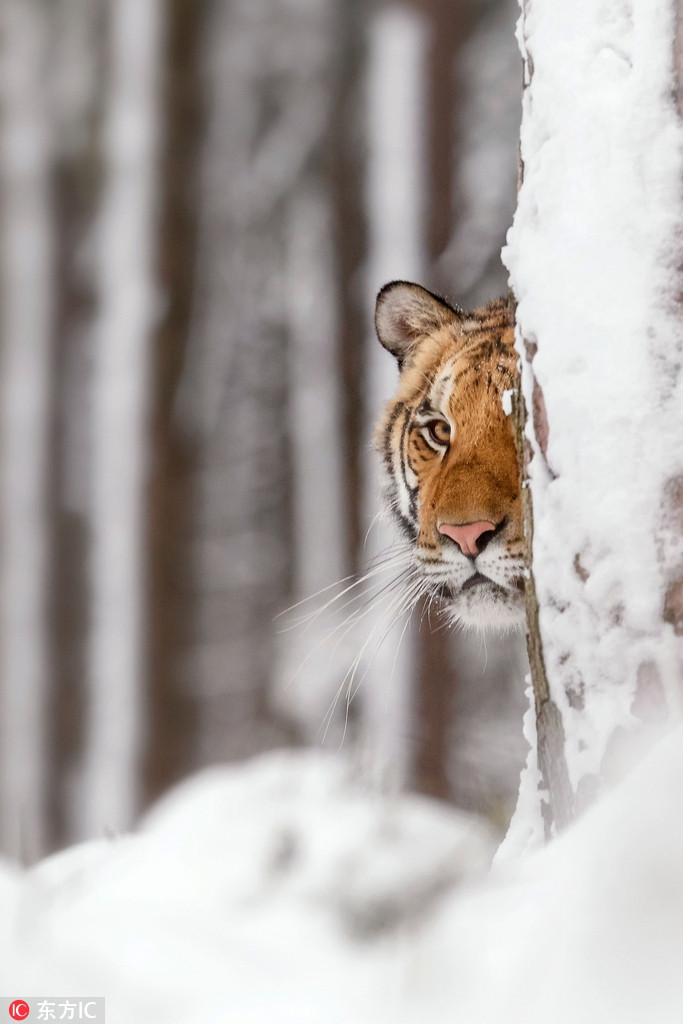 Theo chia sẻ, khi thấy nhiếp ảnh gia, con hổ vằn vốn bướng bỉnh trở nên cực kỳ hưng phấn, vui vẻ.