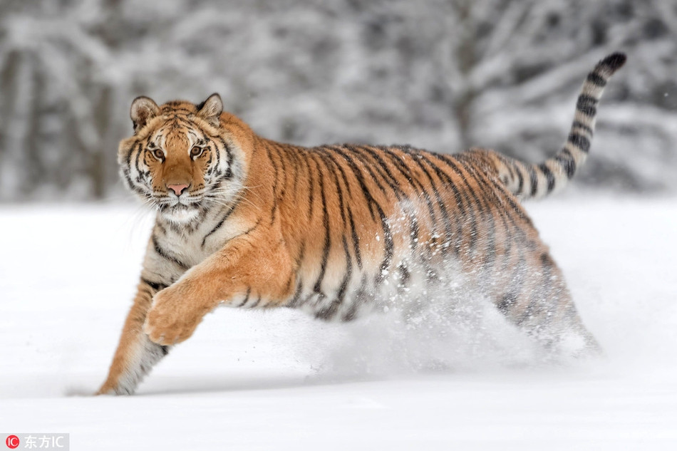 Mặc dù tuyết rơi rất dày, thế nhưng hổ vằn vẫn vô cùng thích thú, chơi đùa không biết mệt.