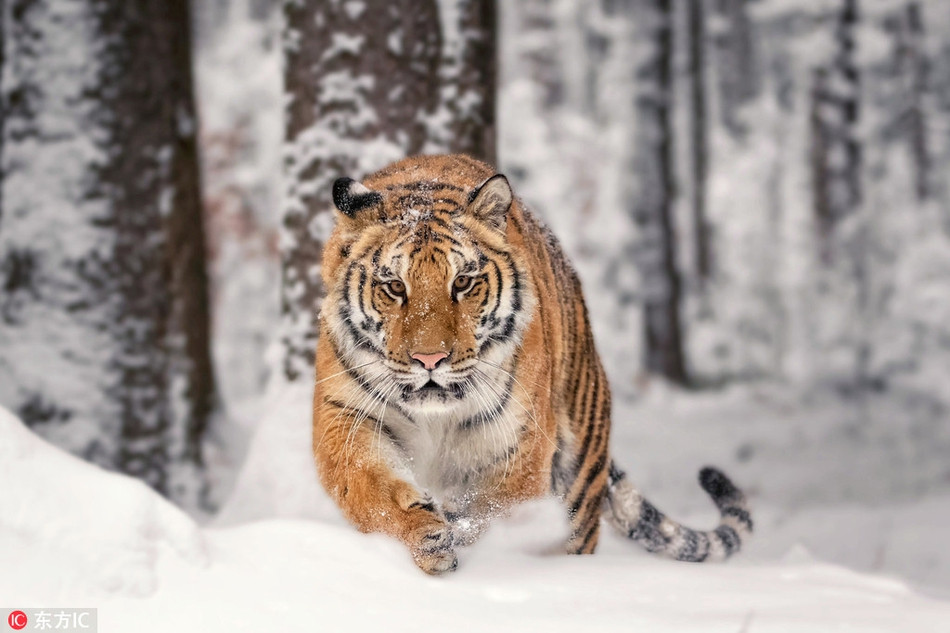 Giống như con hổ vằn thực sự biết nhiếp ảnh gia Ina muốn chụp ảnh, vì vậy nó cố gắng tạo dáng trước ống kính, giúp ân nhân có được những bức ảnh đẹp.