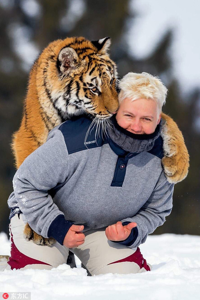 Con hổ vằn đáng yêu và nhiếp ảnh gia Ina Schieferdecker Geb thân thiết bên nhau. Tại thời điểm này, con hổ vằn nghịch ngợm chẳng khác nào mèo con làm nũng, muốn thân thiết hơn với ân nhân.