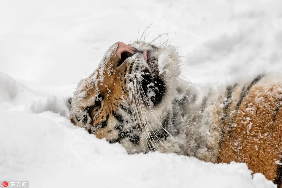 Trong một bức ảnh, con hổ vằn còn leo lên lưng của nhiếp ảnh gia Ina để đùa giỡn, làm nũng như một đứa trẻ nhỏ, cực kỳ đáng yêu.
