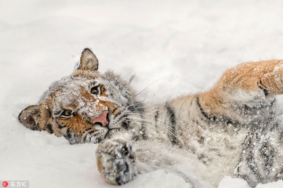Chạy nhảy chán chê, con hổ vằn thả mình rơi xuống lớp tuyết dày êm ái. Nó luôn cố gắng hướng mặt về ống kính, giúp nhiếp ảnh gia Ina ghi lại được những khoảnh khắc đẹp.