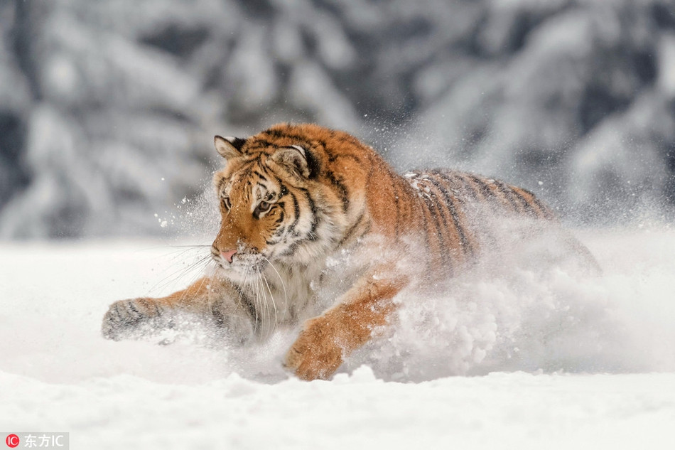 Khoảnh khắc hổ vằn rũ bỏ hình tượng oai nghiêm, hùng dũng, trở nên đáng yêu, nghịch ngợm, chơi đùa thoải mái trên tuyết khiến nhiều người thích thú.