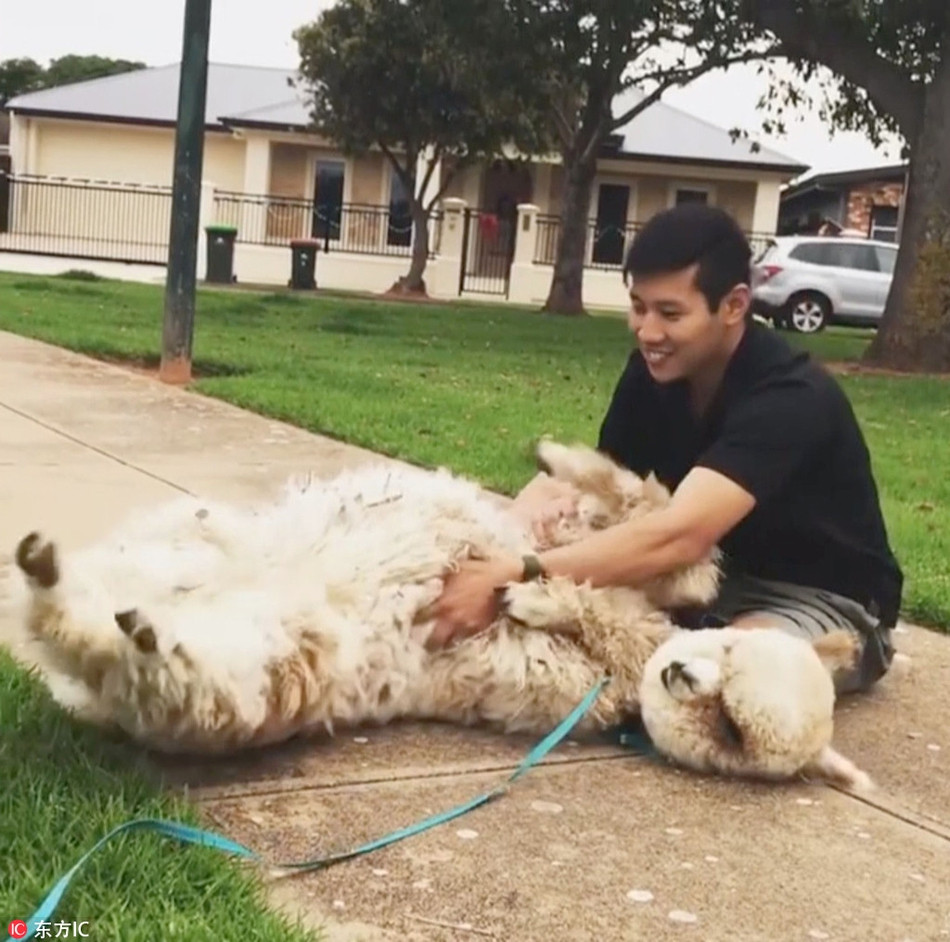 Tránh được một kiếp, chú lạc đà vô tội trở thành một ngôi sao động vật trên Instagram, truyền cảm hứng cho nhiều người.