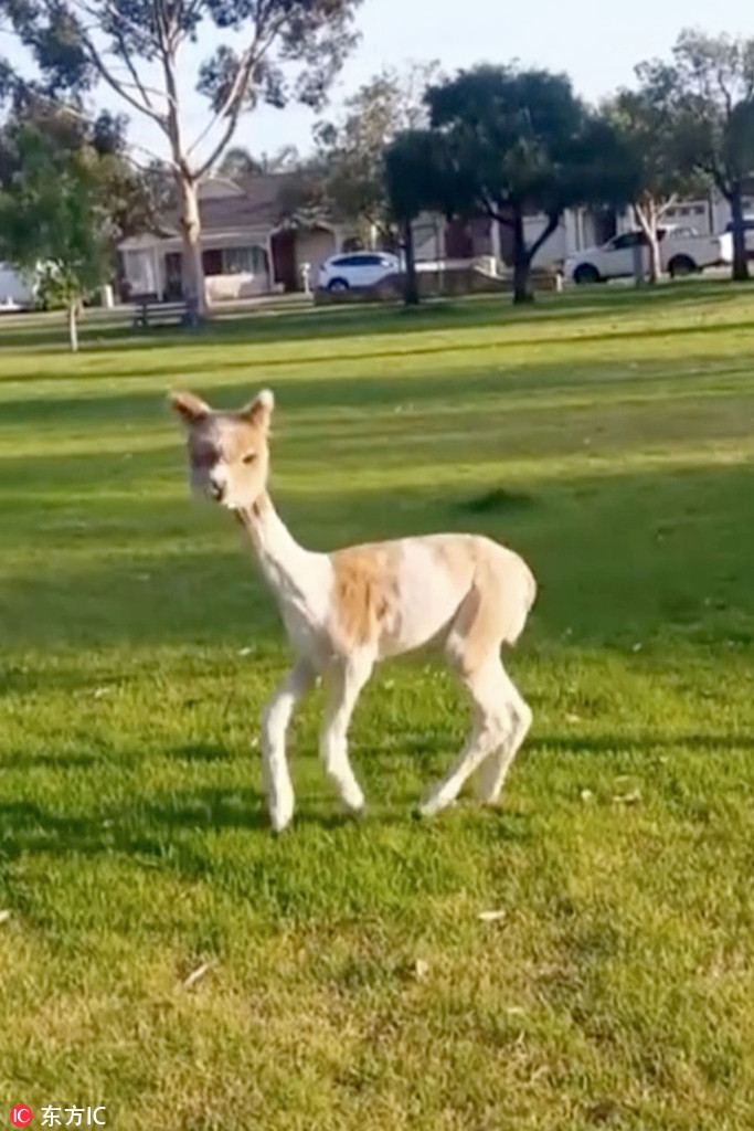 Câu chuyện cụ thể là, Alfie là một con lạc đà Alpaca thế nhưng không giống như những đồng loại của mình có thuần một màu lông trắng kem, Alfie có bộ lông loang lổ, xen kẽ phần lớn bộ lông màu trắng kem là những mảng lông màu xơ cọ.