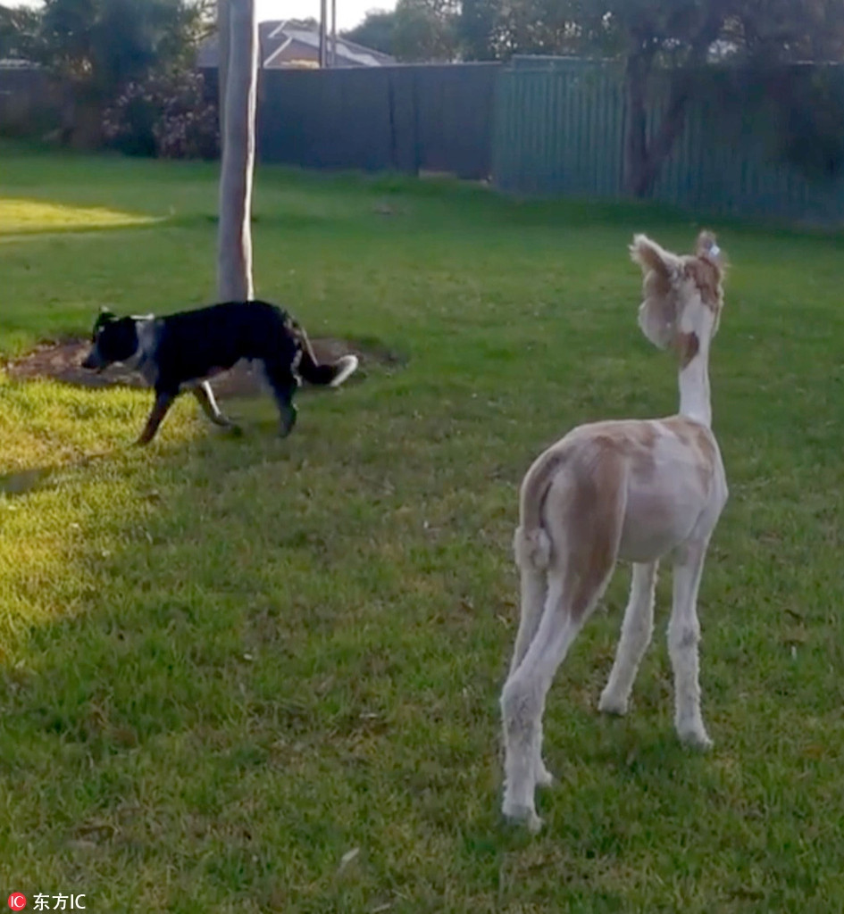 Alfie cũng rất hòa hợp và thân thiện với các loài động vật khác trong nhà, khiến mọi người vui vẻ.