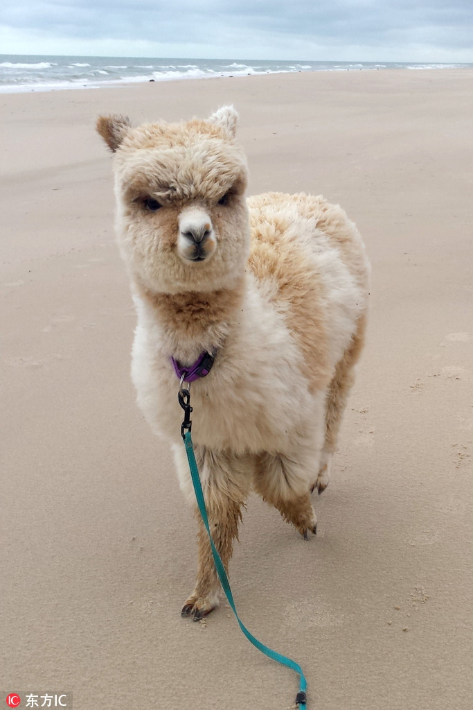 Cũng vì vậy, Alfie được cho là con lạc đà vô dụng, lông không đạt yêu cầu, bị định đoạt đưa đến lò mổ.