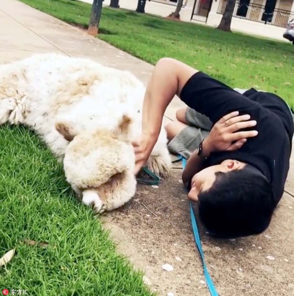 Hiện, Alfie đang sống cuộc sống vô cùng hạnh phúc cùng chủ nhân của mình. Chú ta được đưa đi chơi khắp nơi, trải nghiệm những điều mới mẻ, thú vị trong cuộc sống.