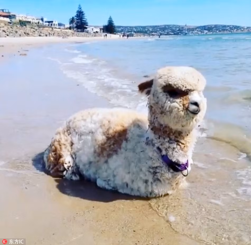 Khi ra khỏi lò mổ, Alfie như được tái sinh lại lần nữa. Lần này, chú lạc đà đáng yêu không chỉ được chủ nhân Jeff yêu thương, chiều chuộng mà còn trở thành một ngôi sao động vật trên mạng xã hội Instagram.