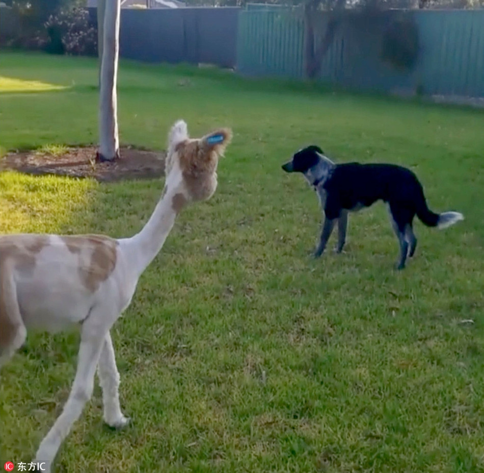 May mắn thay, khi mọi việc chưa quá muộn màng, lạc đà Alpaca tên Alfie được cứu sống bởi những người tốt bụng.