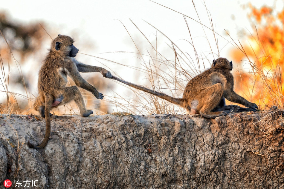 Thực tế, tranh đấu săn giết tự nhiên là cực kỳ tàn khốc, tuy nhiên đối với một số động vật có vẻ ngoài đáng yêu, dễ thương, bất kể chúng có chiến đấu kịch liệt thế nào, cũng không làm mất đi vẻ khả ái của chính mình, khiến nhiều người quên đi rằng chúng đang chiến đấu nghiêm túc.