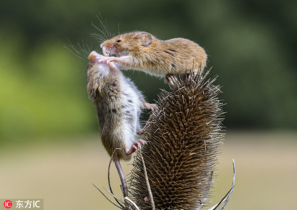 Những con chuột đồng gây ấn tượng với màn tranh cướp thức ăn của nhau.