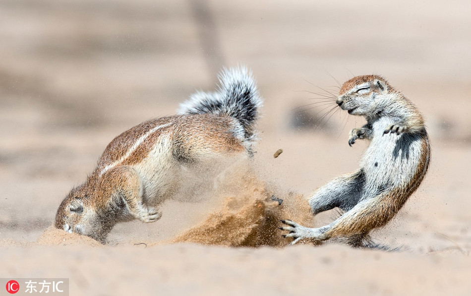 Ngược lại một chút so với rái cá, mặc dù đang chiếc đấu mạnh mẽ, dữ dội để tranh đoạt thức ăn thế nhưng trận chiến của những con sóc đất này không làm lu mờ đi vẻ đáng yêu của nó.