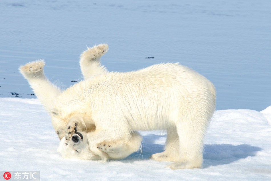 Chúng chiến đấu để tranh cướp lãnh thổ, tranh cướp thức ăn, giành lấy quyền giao phối duy trì nòi giống, đoạt lấy quyền thống lĩnh trong đàn... dường như luôn luôn tranh đấu không ngừng.