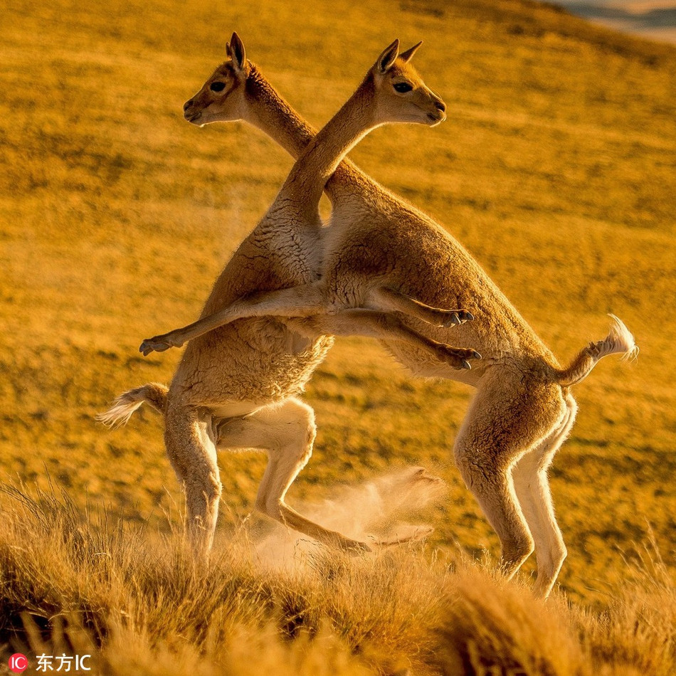 Mặc dù đang chiến đấu rất nghiêm túc nhưng những con lạc đà này giống như đang ôm nhau nhảy múa cực lãng mạn dưới ánh hoàng hôn.