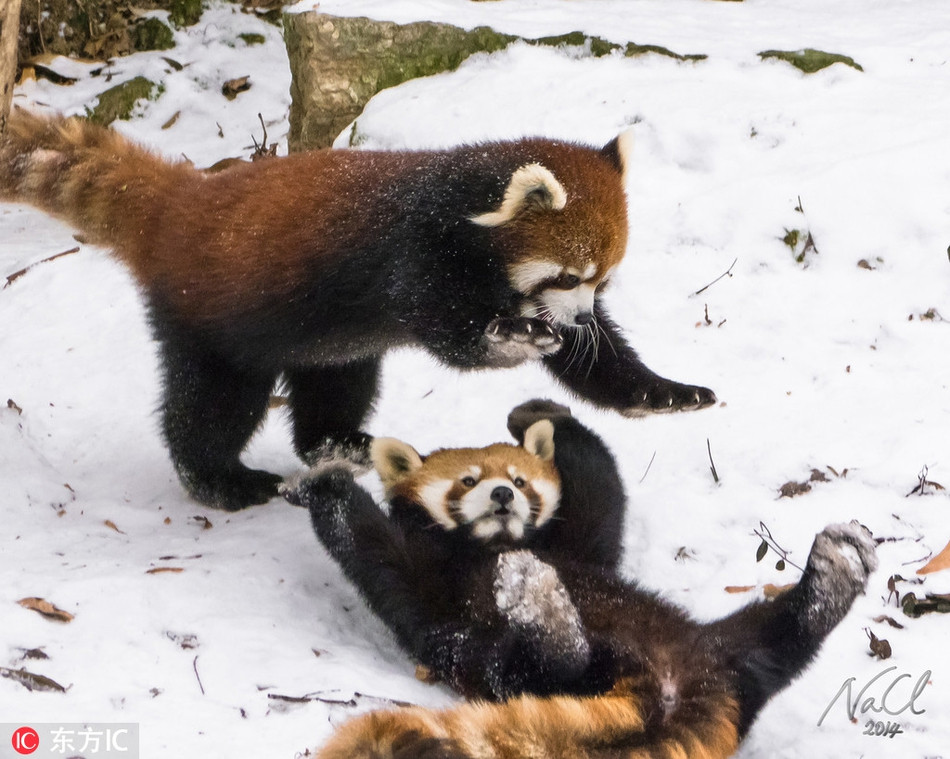 Trong cuộc sống của các động vật hoang dã ở môi trường thiên nhiên, cạnh tranh sinh tồn là điều xảy ra một cách tự nhiên, trong đó, quy luật mạnh được yếu thua vẫn luôn là quy luật số một.