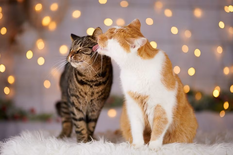 Cũng vì thị lực không tốt, Kazou rất an tĩnh, ngoan ngoãn. Chỉ đến khi các bác sĩ nhận ra, chuyện nhiễm trùng ảnh hưởng đến tính mạng của chú mèo, họ mới quyết định phẫu thuật cắt bỏ hoàn toàn mắt của Kazou.