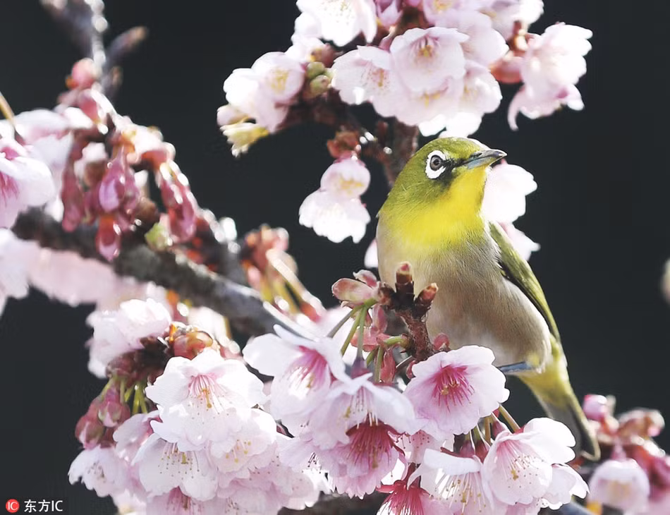 Bức ảnh ấn tượng tràn đầy không khí của lễ hội mùa xuân, lễ hội hoa anh đào ở Nhật Bản.