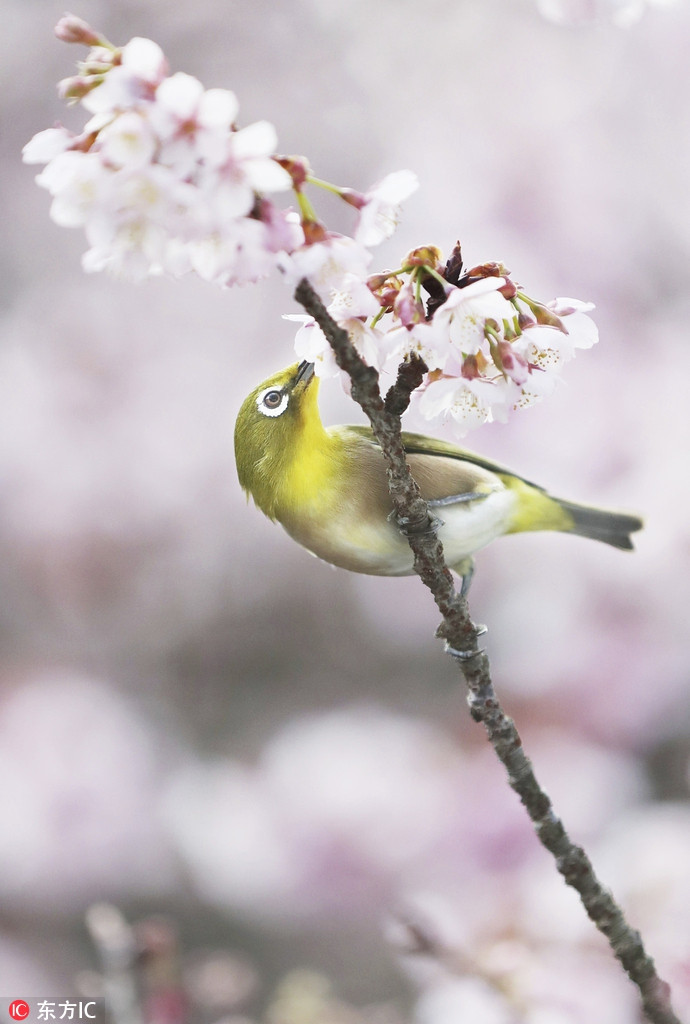 Ngắm nhìn những bức ảnh này, nhiều người cho biết, họ cảm nhận được, hít thở được không khí của mùa xuân.