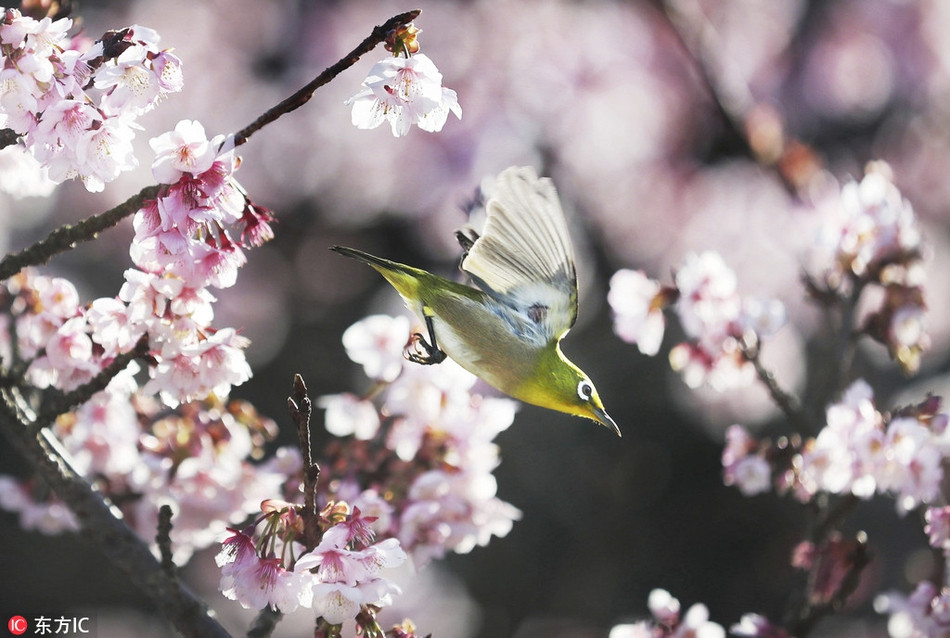Họ muốn tận hưởng bầu không khí đẹp lãng mạn, mơ màng hệt như trong các câu chuyện cổ.