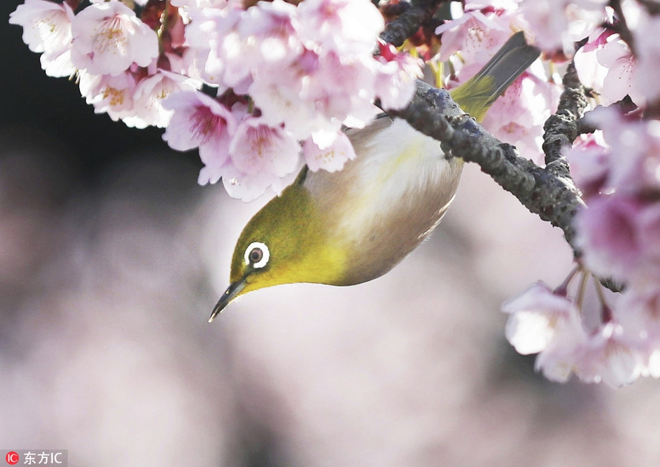 Đây cũng là một trong những lý do chủ yếu, hấp dẫn rất đông khách du lịch tới Nhật Bản vào mùa xuân.