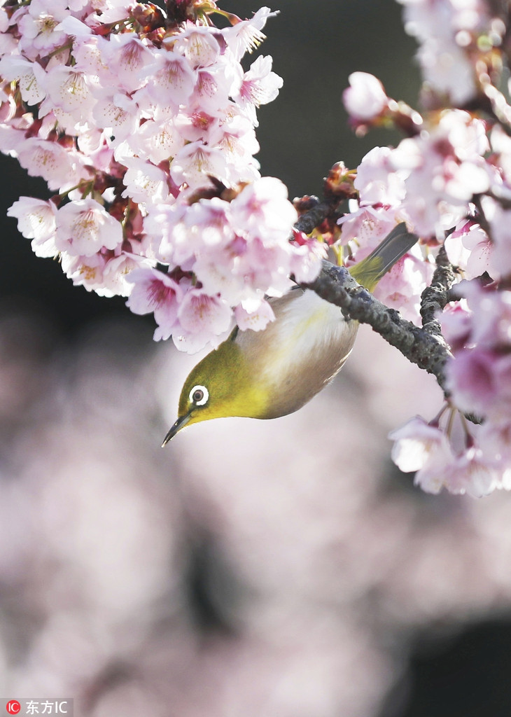 Cảnh tượng đẹp như tranh vẽ khiến lòng người xao xuyến, bồi hồi.
