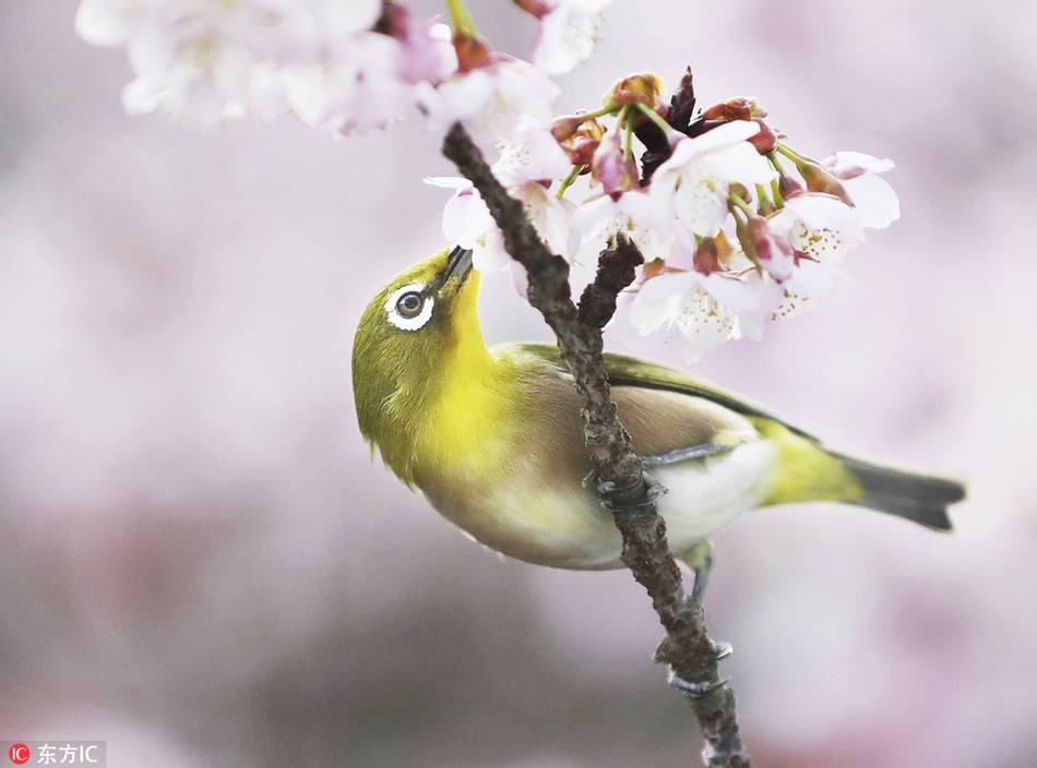 Sự đối lập về màu sắc của chim mắt trắng và những bông hoa anh đào không hề gây khó chịu, ngược lại tạo nên một tổng thể đẹp mĩ miều.