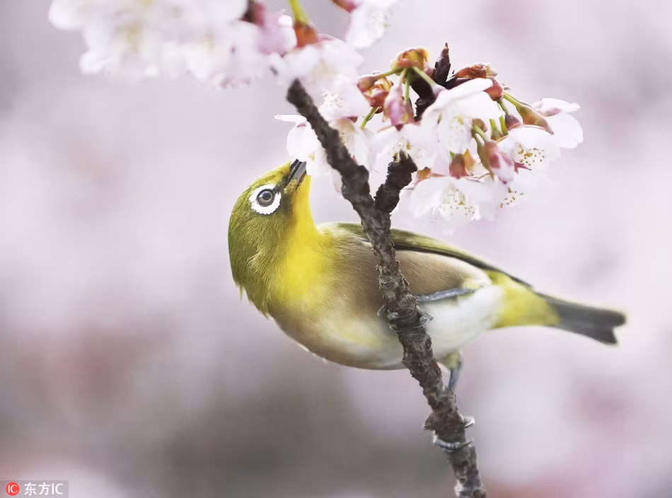 Sự đối lập về màu sắc của chim mắt trắng và những bông hoa anh đào không hề gây khó chịu, ngược lại tạo nên một tổng thể đẹp mĩ miều.