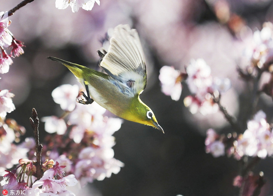 Mặc dù chuyền từ cành này sang cành khác nhưng chim mắt trắng hoàn toàn không muốn di chuyển khỏi khu vực rợp tán hoa.