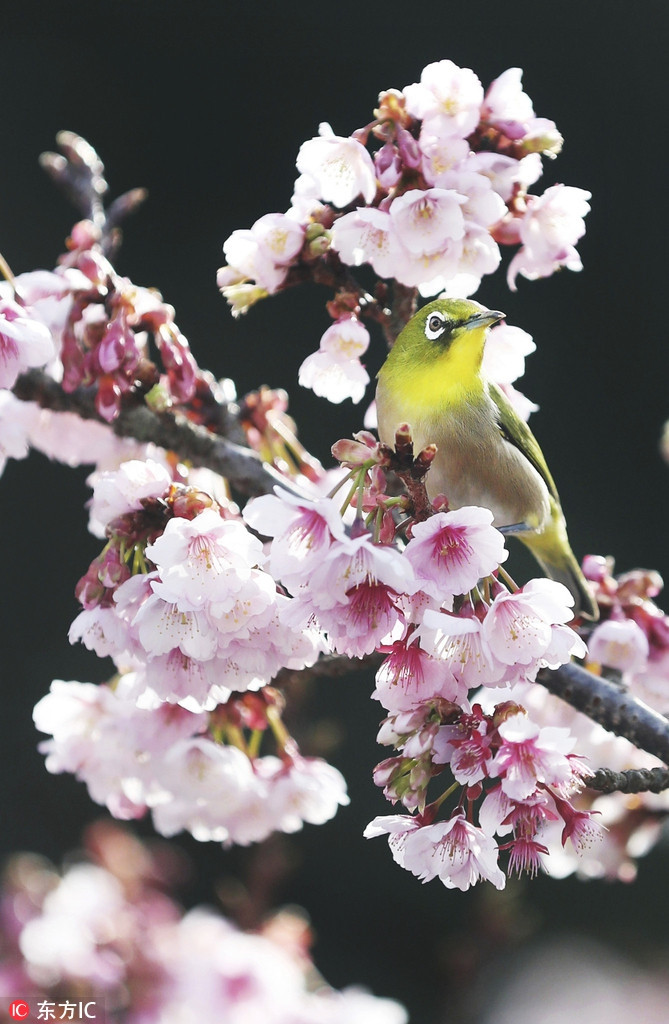 Những con chim mắt trắng xinh đẹp cũng không ngoại lệ. Dường như mê đắm với vẻ đẹp của những bông hoa anh đào, chim mắt trắng chuyền từ cành nọ sang cành kia nhưng không muốn thoát ra khỏi tán cây nở rộ.