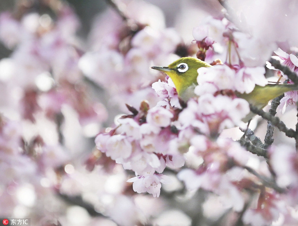 Khoảnh khắc chim mắt trắng nép mình bên những tán hoa anh đào khiến nhiều người rung động.