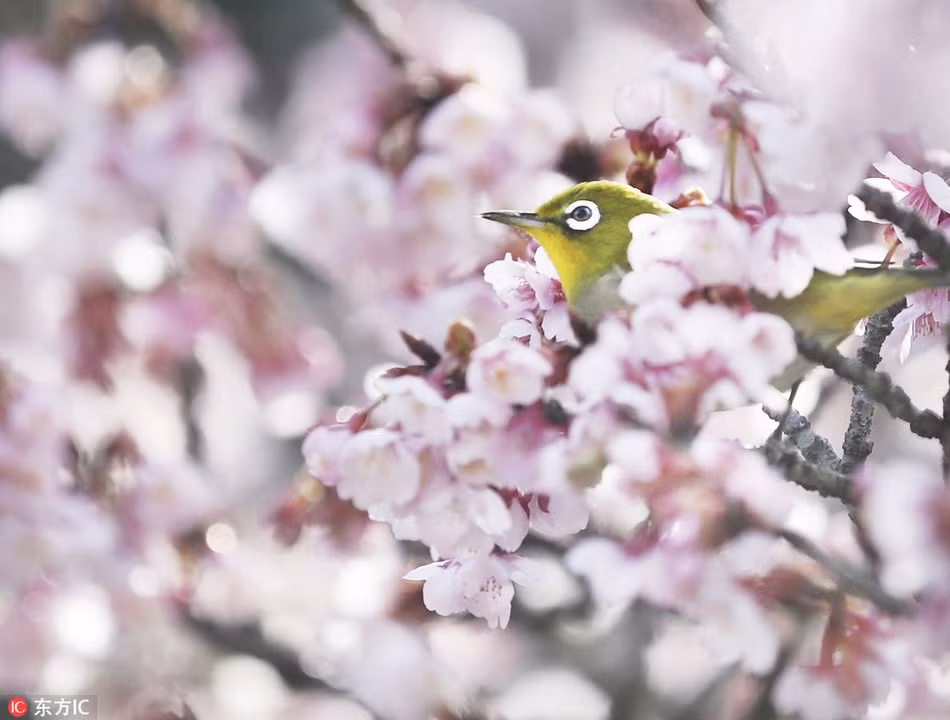 Khoảnh khắc chim mắt trắng nép mình bên những tán hoa anh đào khiến nhiều người rung động.