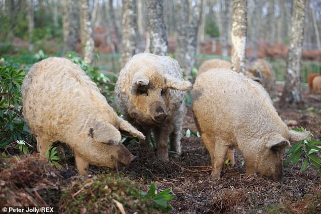 Loai lon doc la de thuong nhu cuu, thong minh nhu cho-Hinh-2