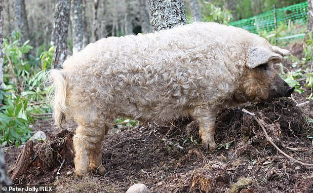 Loai lon doc la de thuong nhu cuu, thong minh nhu cho-Hinh-4