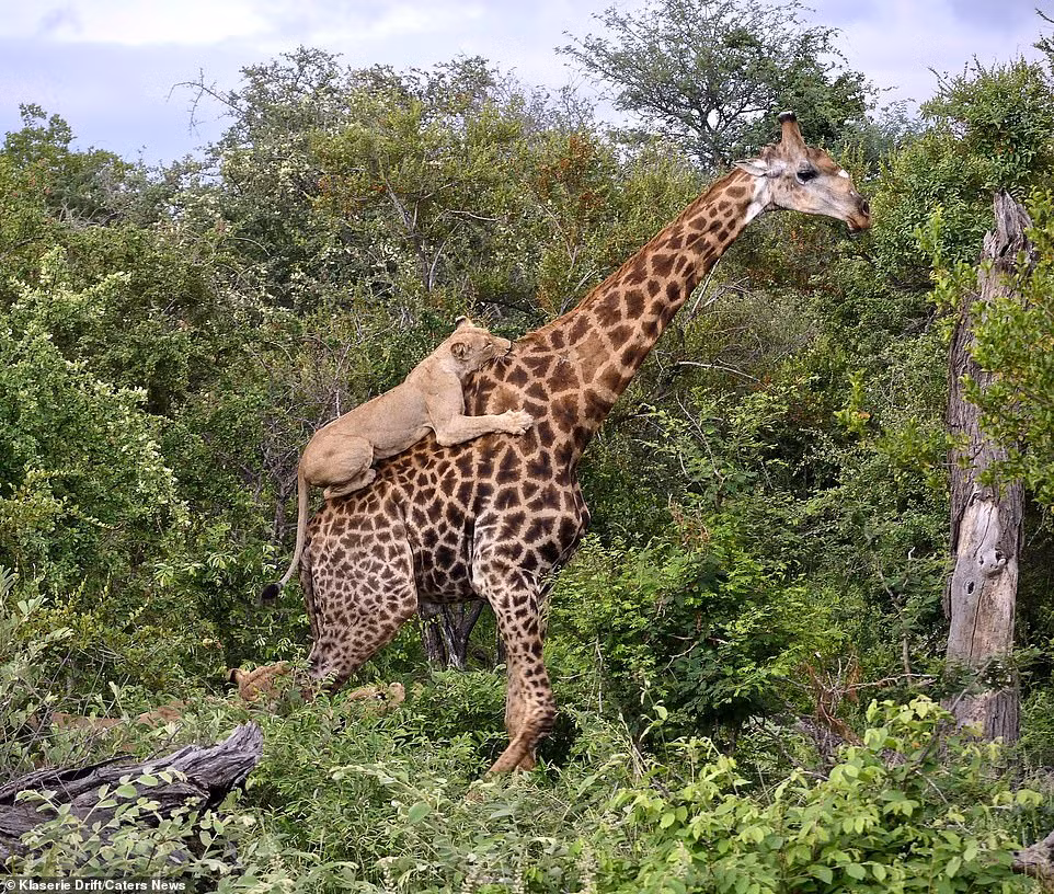 Huou cao co chien dau ngoan cuong, thoat nanh vuot 6 su tu-Hinh-2