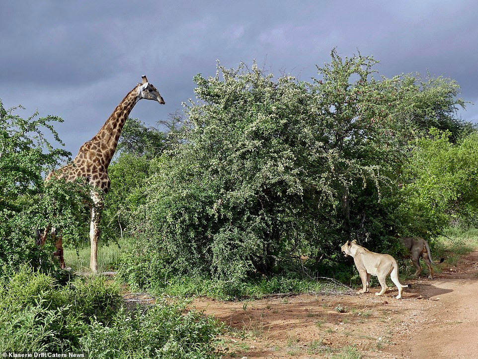 Huou cao co chien dau ngoan cuong, thoat nanh vuot 6 su tu
