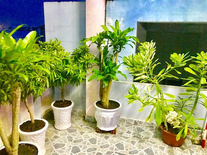 "Thu nhập từ công việc đi hát giúp tôi đủ trang trải cuộc sống và phụ giúp kinh tế cho những người thân trong gia đình. Trong khoảng 2 năm gần đây, tôi mới có sự tích góp riêng để phục vụ việc đầu tư âm nhạc và cuộc sống riêng" - anh bộc bạch. Sân thượng Lâm Chấn Huy trồng khá nhiều cây và hoa để tạo mảng xanh. Nếu ở nhà anh sẽ lên tưới cây vào buổi sáng và chiều. Khi đi diễn xa nhà nhiều ngày, nam ca sĩ nhờ người em chăm sóc giúp.