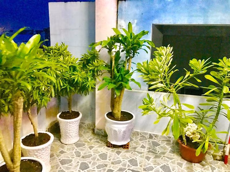 "Thu nhập từ công việc đi hát giúp tôi đủ trang trải cuộc sống và phụ giúp kinh tế cho những người thân trong gia đình. Trong khoảng 2 năm gần đây, tôi mới có sự tích góp riêng để phục vụ việc đầu tư âm nhạc và cuộc sống riêng" - anh bộc bạch. Sân thượng Lâm Chấn Huy trồng khá nhiều cây và hoa để tạo mảng xanh. Nếu ở nhà anh sẽ lên tưới cây vào buổi sáng và chiều. Khi đi diễn xa nhà nhiều ngày, nam ca sĩ nhờ người em chăm sóc giúp.