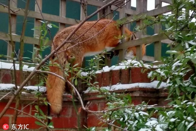 Tiếp tục là một con cáo đỏ khác. Do quá tự tin vào khả năng luồn lách của mình, nó đã bị mắc kẹt trên hàng rào một ngôi nhà trong trời đông lạnh buốt. Nếu không được phát hiện và cứu giúp, chắc chắn cáo đỏ phải bỏ mạng không thể nghi ngờ.