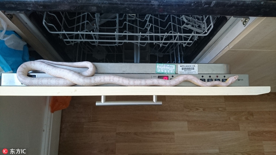 Trong ảnh là một con trăn trắng khá hiếm bị mắc kẹt trong máy rửa bát, khiến chủ nhân ngôi nhà vô cùng hoảng sợ. May mắn thay, sau khi được giải cứu, con trăn không bị thương nghiêm trọng, hồi phục nhanh chóng.