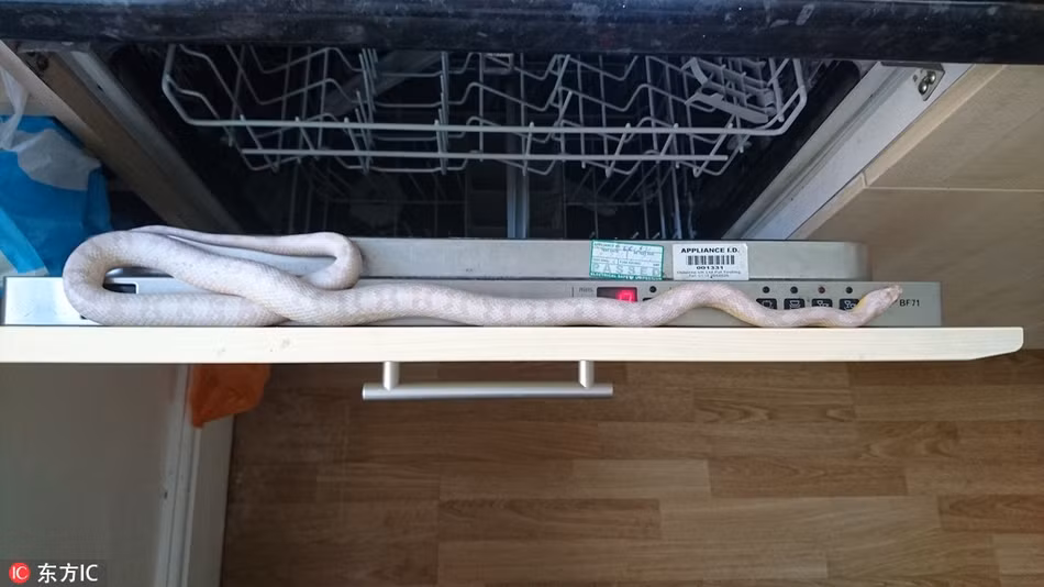 Trong ảnh là một con trăn trắng khá hiếm bị mắc kẹt trong máy rửa bát, khiến chủ nhân ngôi nhà vô cùng hoảng sợ. May mắn thay, sau khi được giải cứu, con trăn không bị thương nghiêm trọng, hồi phục nhanh chóng.