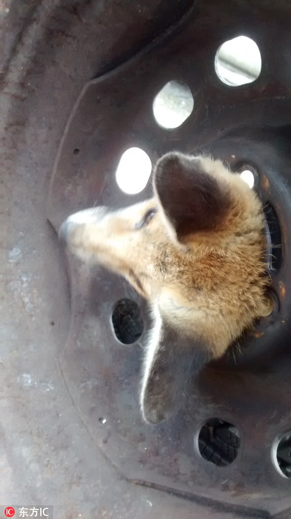 Chui đầu vào một vành xe ô tô cũ hỏng, con cáo đỏ nghịch ngợm không thể thoát ra. Nếu không có sự giúp đỡ của con người, có lẽ cáo đỏ đã phải chết một cách oan uổng và đau đớn.