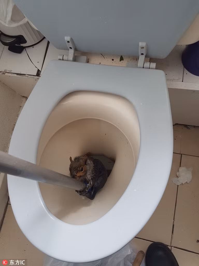 Theo thông tin đăng tải, RSPCA nhận được hơn 1 triệu cuộc gọi trợ giúp mỗi năm. Các nhân viên của RSPCA cũng cho biết, họ không bao giờ có thể đoán được nhiệm vụ nào mà mình phải đối mặt, bởi có nhiều trường hợp giải cứu động vật nằm ngoài sức tưởng tượng của họ.