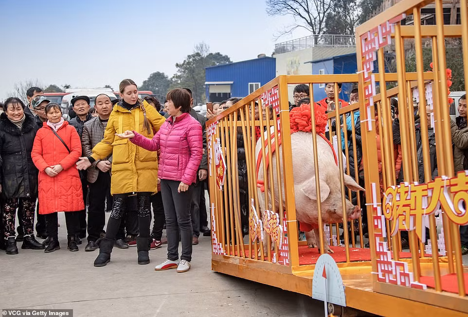 Thí nghiệm nhằm xác định một con lợn có thể phát triển nặng bao nhiêu và nó có thể sống bao lâu mà không bị giết thịt. Kết quả, trọng lượng cơ thể của "Vua lợn" không ngừng tăng lên qua các năm và nó cũng không bao giờ bị bệnh.
