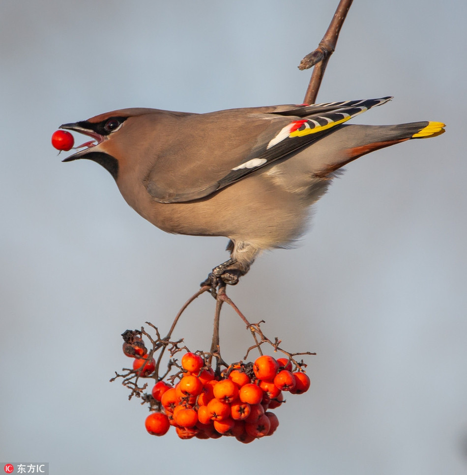 Loai chim cuc hiem xuat hien, 30 nhiep anh cung san don-Hinh-3