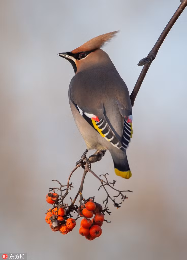 Loài chim cực hiếm xuất hiện, 30 nhiếp ảnh cúng săn đón - Hình 2 Loai chim cuc hiem xuat hien, 30 nhiep anh cung san don-Hinh-2