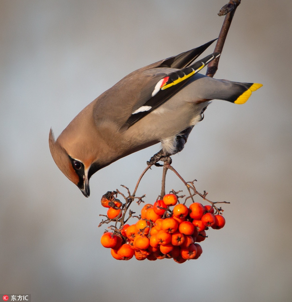 Loai chim cuc hiem xuat hien, 30 nhiep anh cung san don