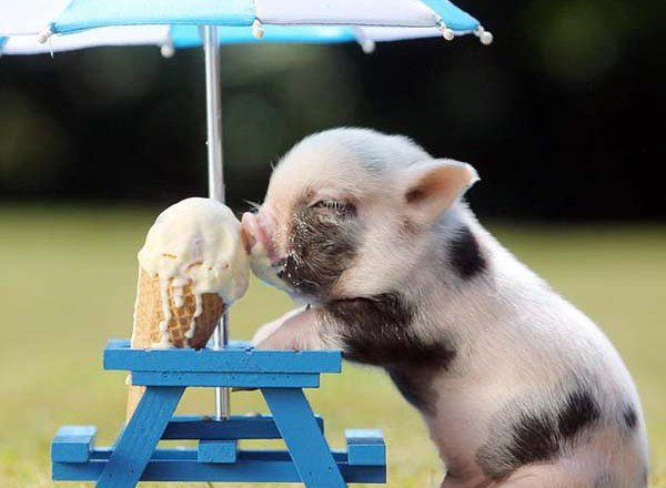 Theo một số báo cáo, lợn đực có thể đạt cực khoái trong khoảng 30 phút.