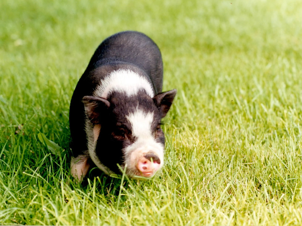 Người ta thường nói rằng "ngu ngốc như lợn" thế nhưng thực tế, lợn còn được đánh giá là thông minh hơn cả chó.