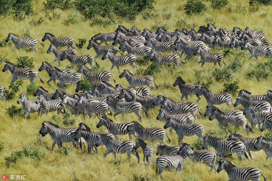 Đàn ngựa vằn băng qua những đồng cỏ rộng lớn để về nơi chúng được sinh ra.